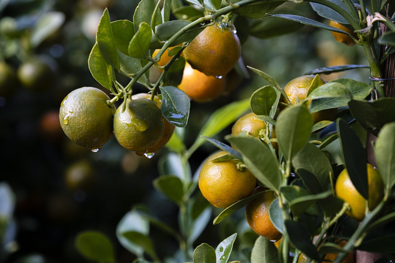 orange-tree-g8e8e01910_1280.jpg orange-tree-g8e8e01910_1280.jpg