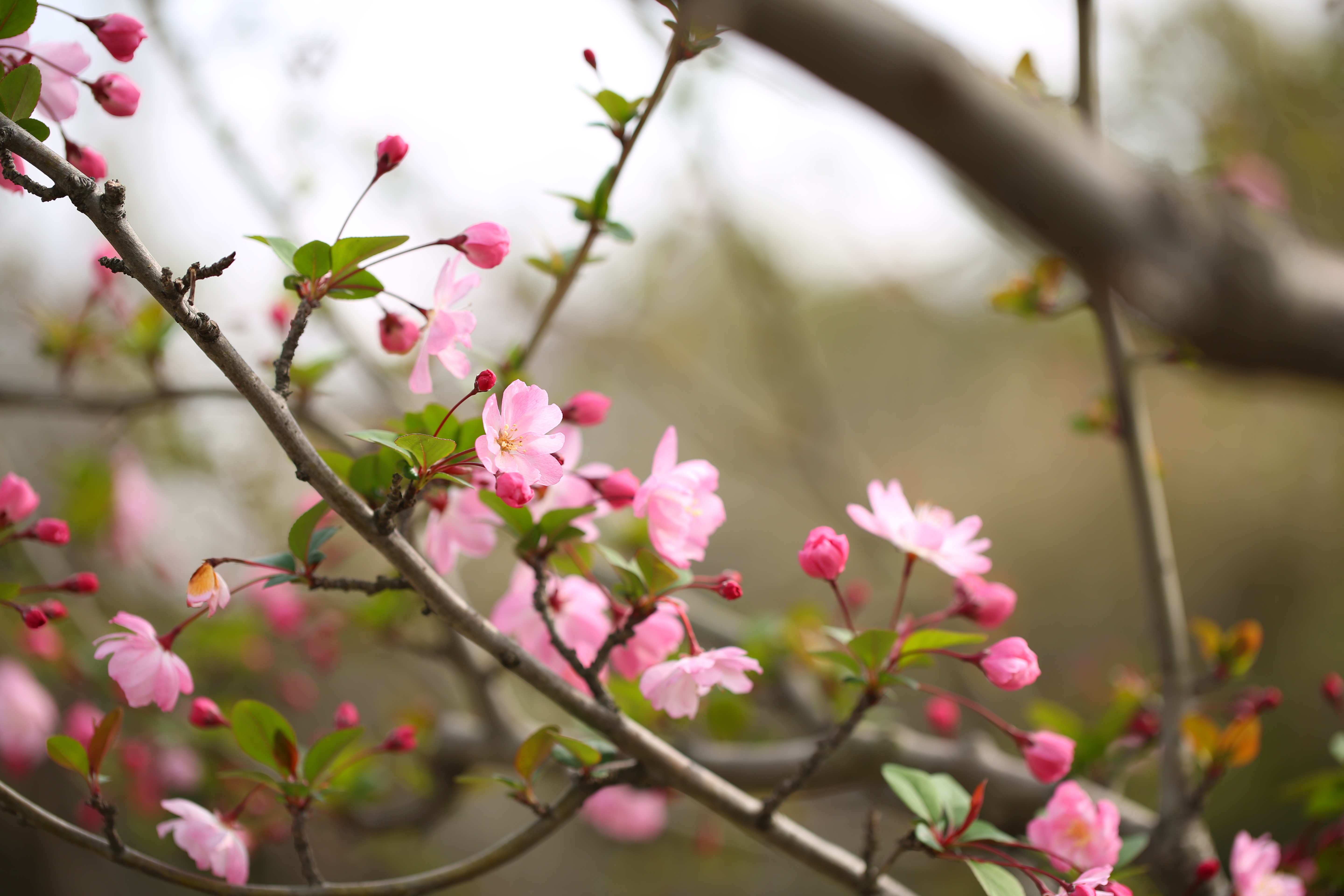 一年之計(jì)在于春，春天是養(yǎng)肺的黃金期，養(yǎng)肺潤(rùn)肺就吃它！(圖1)